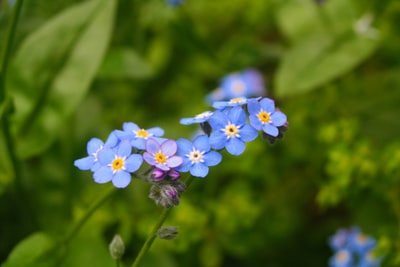 蓝色花朵盛开
